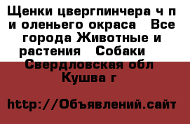 Щенки цвергпинчера ч/п и оленьего окраса - Все города Животные и растения » Собаки   . Свердловская обл.,Кушва г.